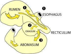 Bovine Stomach Diagram